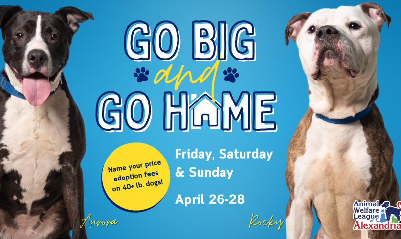 Go Big & Go Home: Special Adoption Weekend