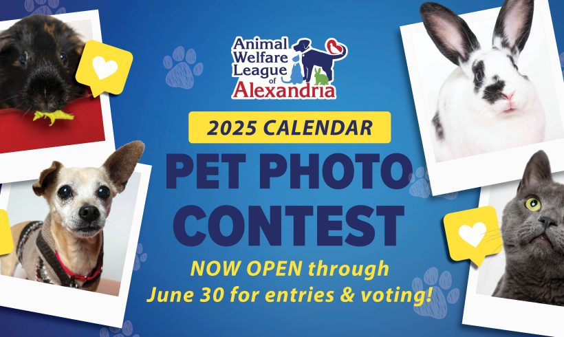 2025 Calendar Pet Photo Contest