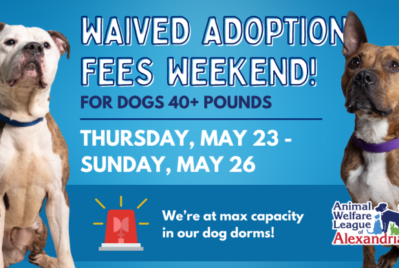 Urgent Need for Dog Adoptions!