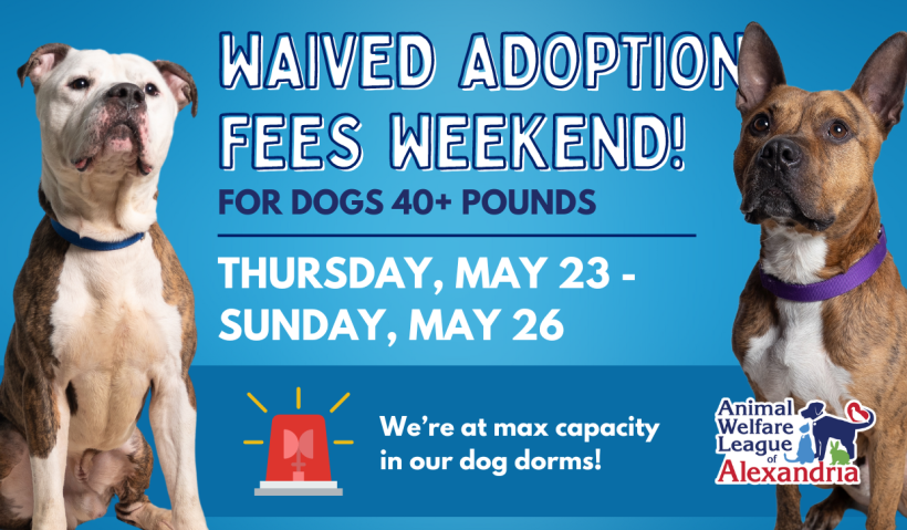 Urgent Need for Dog Adoptions!