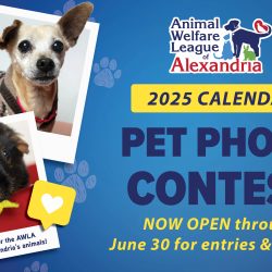 2025 Calendar Pet Photo Contest