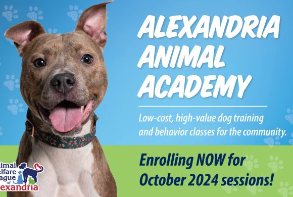 Now Enrolling for Alexandria Animal Academy