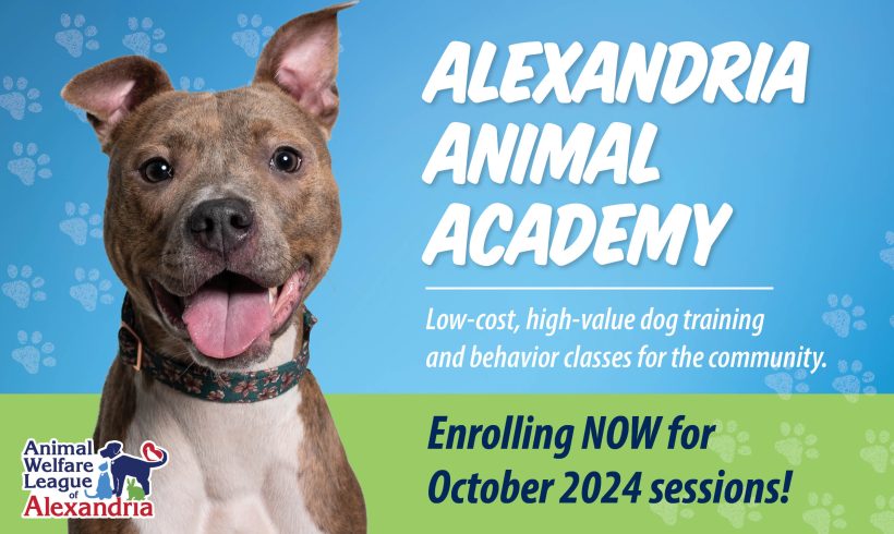 Now Enrolling for Alexandria Animal Academy