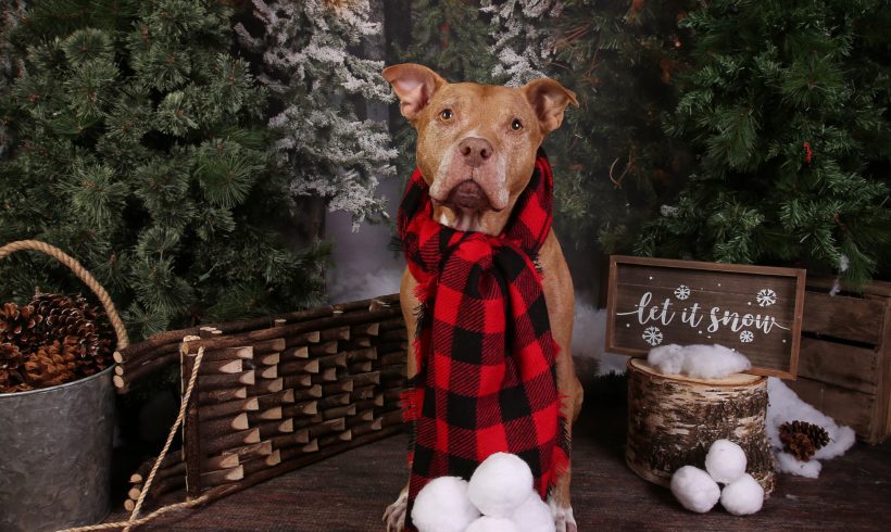 SOLD OUT: Holiday Pet Photos