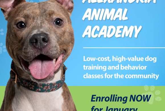 Now Enrolling for Dog Training Classes Starting January 2025