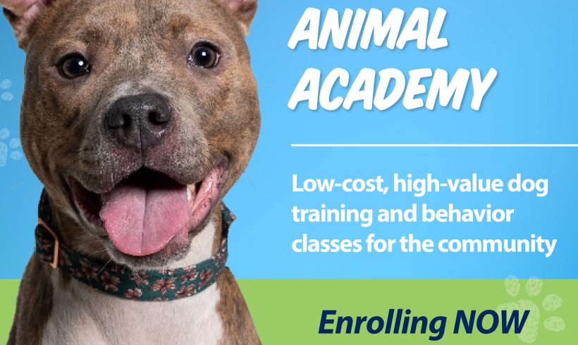 Now Enrolling for Dog Training Classes Starting January 2025