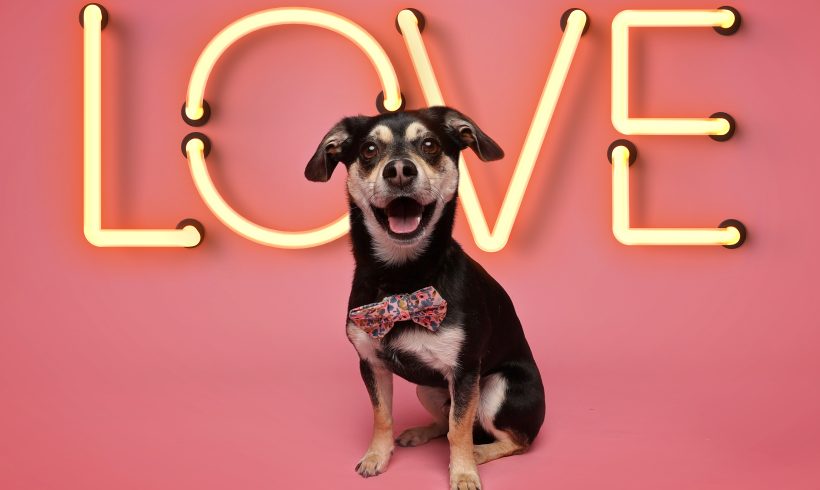 Valentine’s Pet Photos