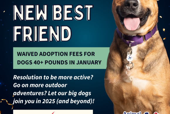 New Year, New Best Friend: Adopt a Big Dog in January