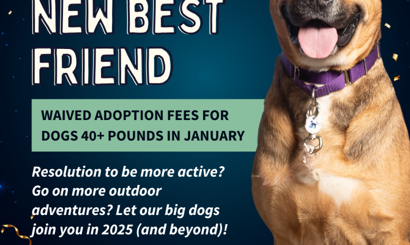 New Year, New Best Friend: Adopt a Big Dog in January