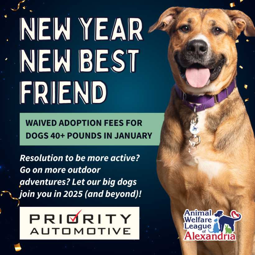 New Year, New Best Friend: Adopt a Big Dog in January