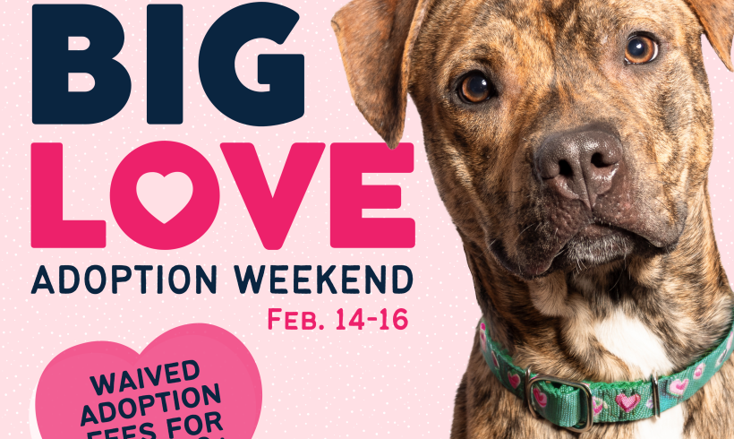 Big Love Adoption Weekend