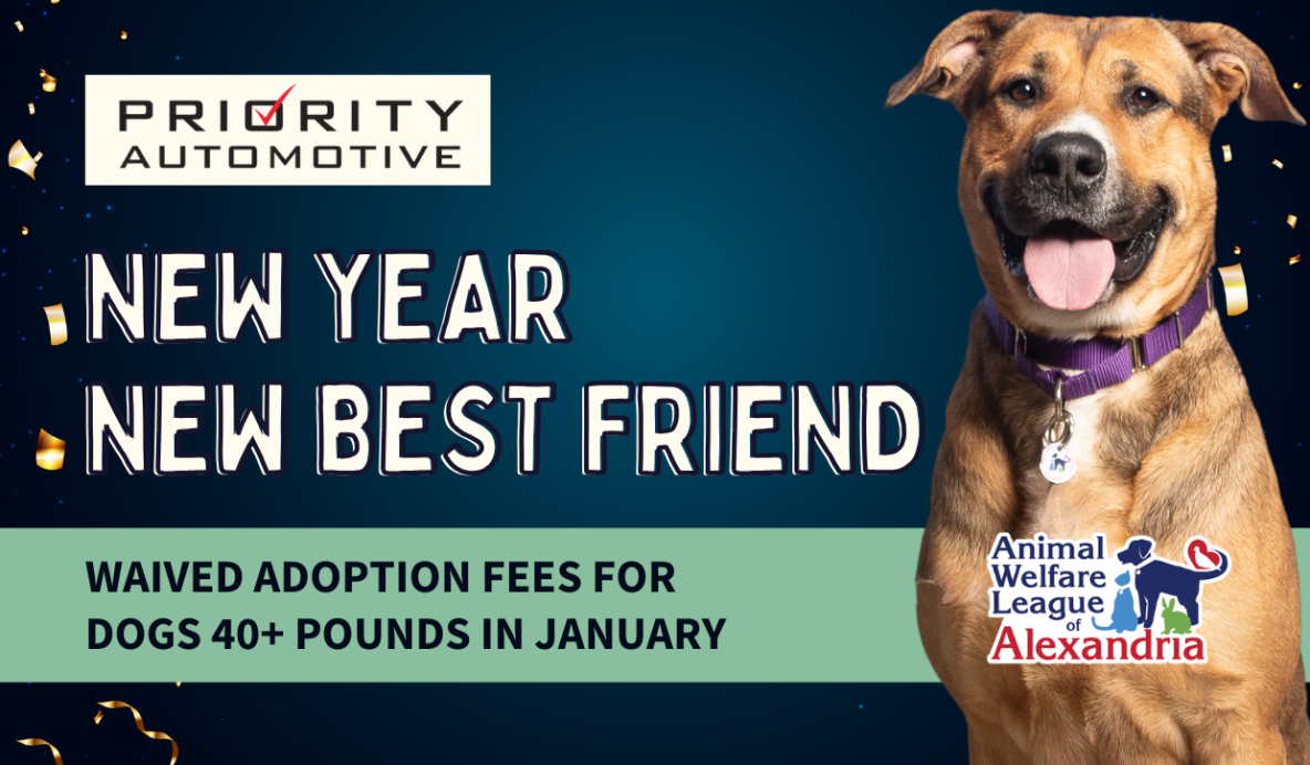New Year New Best Friend, Waived Adoption Fees for Dogs