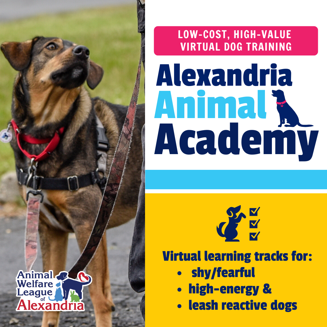 Alexandria Animal Academy (flyer)