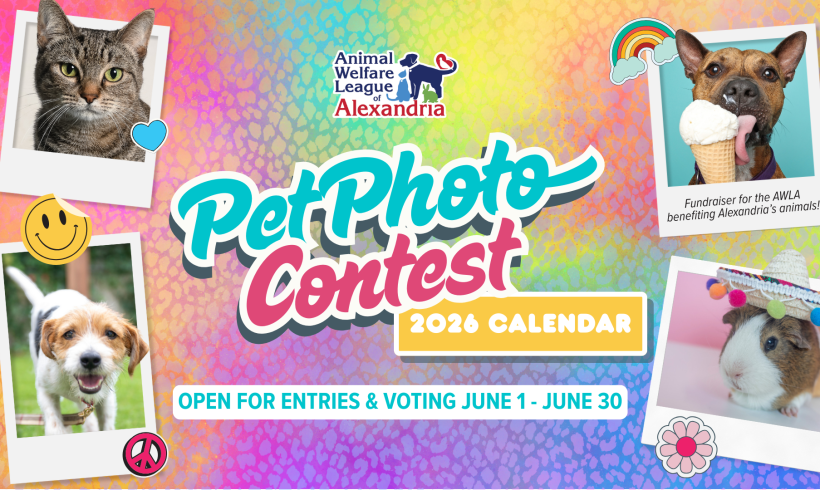 2026 Calendar Pet Photo Contest