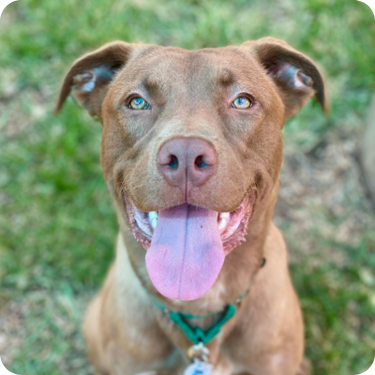 Happy dog at AWLA