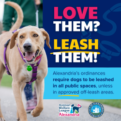 Alexandria’s Leash Laws