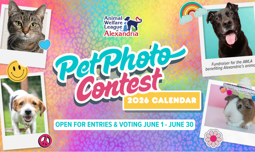 2026 Calendar Pet Photo Contest 2026 Calendar Pet Photo Contest