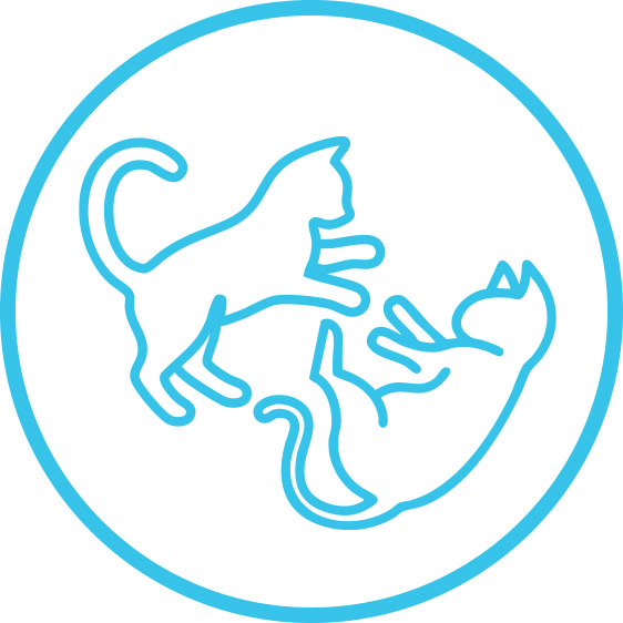 Community Cats and TNR, AWLA