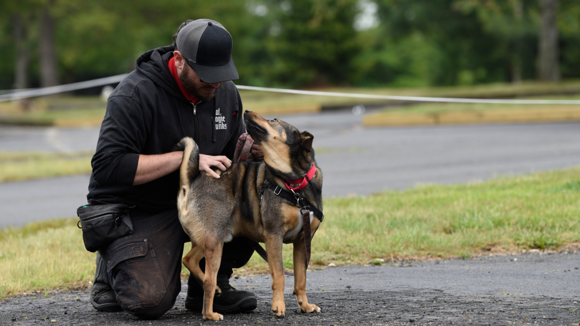 Six things to consider when choosing an animal trainer