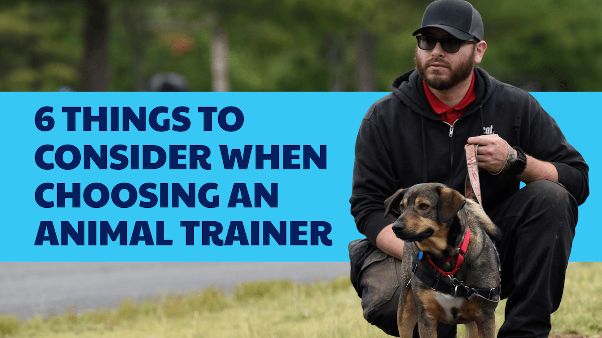 Six things to consider when choosing an animal trainer