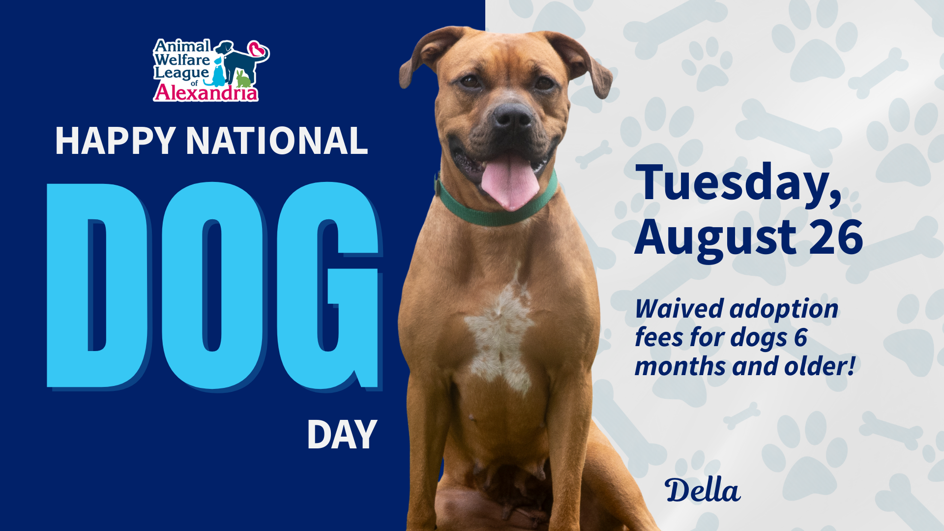 Happy National Dog Day, August 26th, adoption fees waived for dogs 6 months and older (pictured: Della)