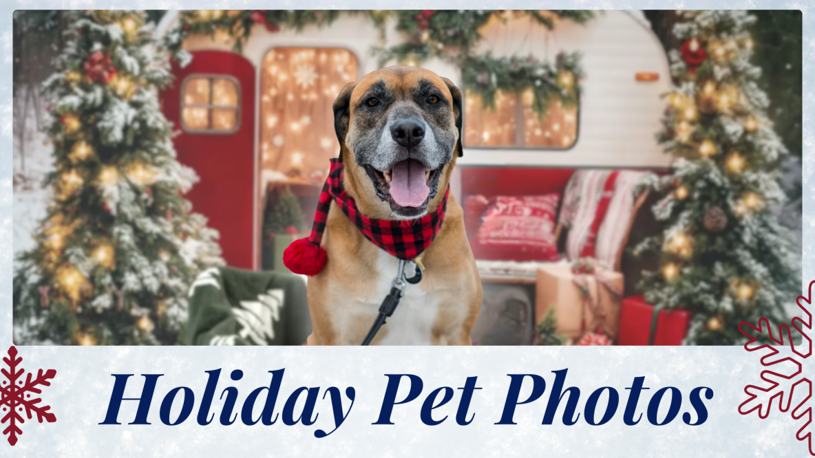 Holiday Pet Photos