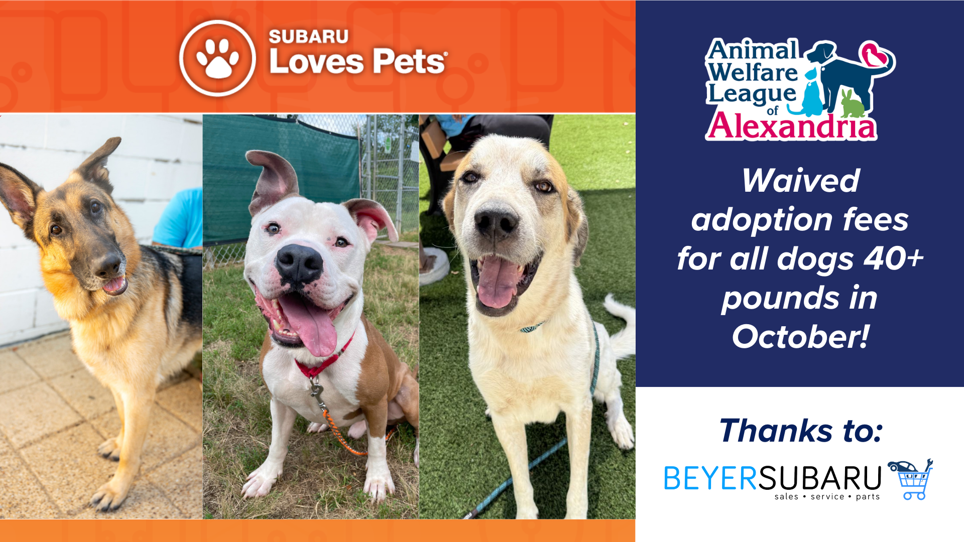 Featured image for “Waived Dog Adoption Fees in October”