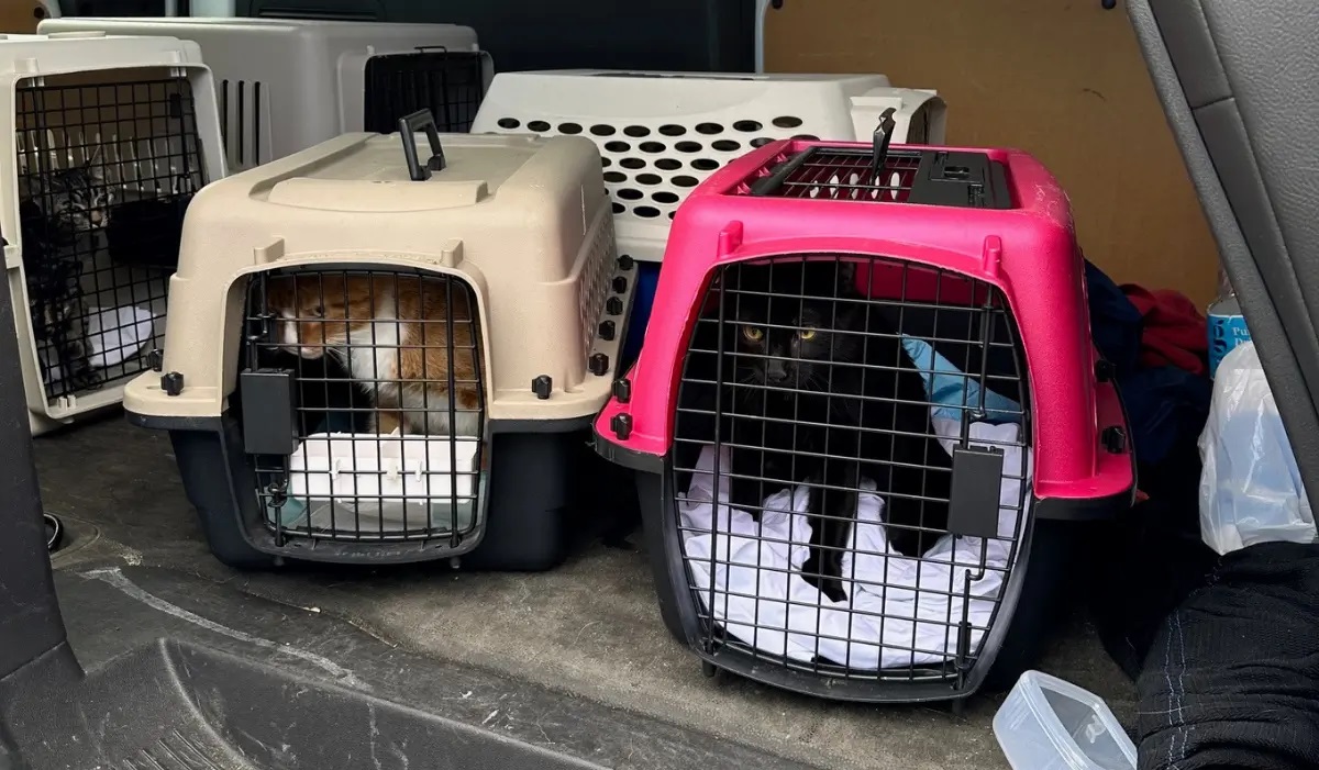 Featured image for “Making Room for Animals in Need: Cat Topia Sponsors AWLA’s Cat Transfer Program”