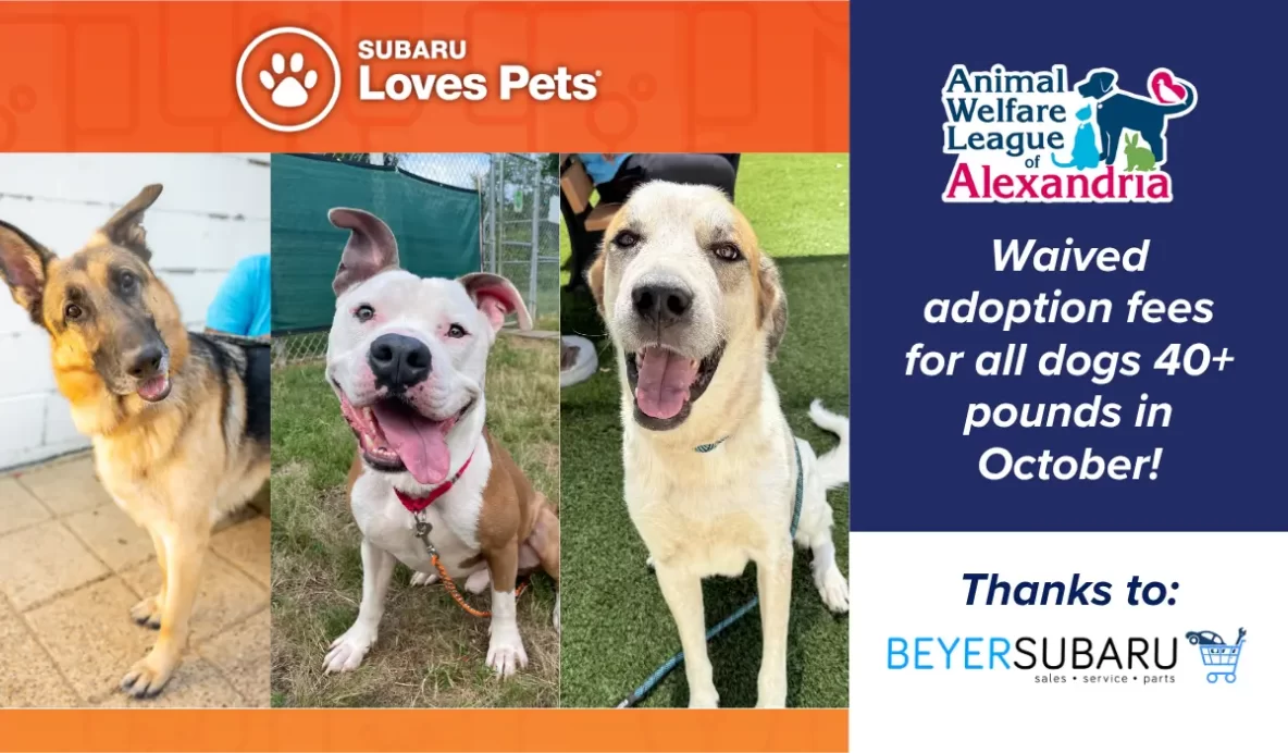 Subaru Loves Pets, AWLA waived adoption fees for all dogs 40+ pounds in October, sponsored by Beyer Subaru