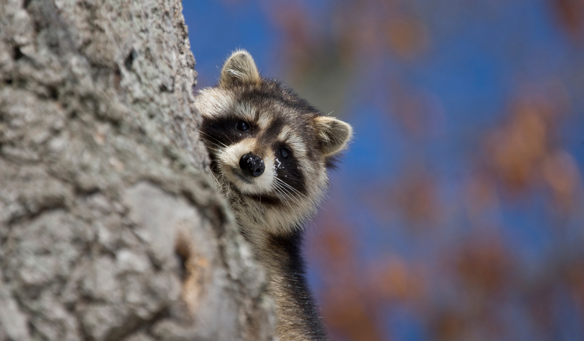 Featured image for “Wildlife-Proof Your Home for Winter”